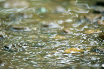 Abstract Nature of Water and Leaves Macro Texture
