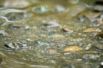 Abstract Nature of Water and Leaves Macro Texture