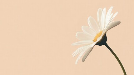 Elegant White Daisy on a Soft Peach Background Showing Delicate Petals and a Bright Center, Perfect for Nature and Floral Designs or Backgrounds