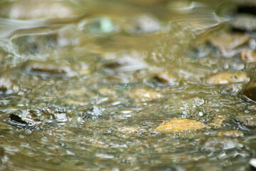 Abstract Nature of Water and Leaves Macro Texture