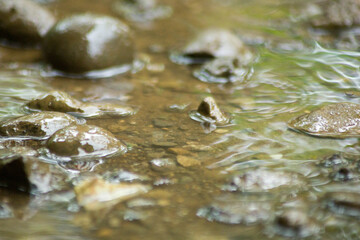 Abstract Nature of Water and Leaves Macro Texture