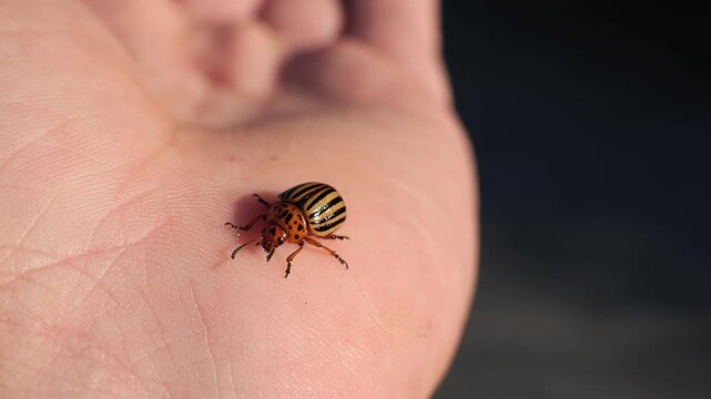 Small striped beetle resting on a person hand in the sunlight