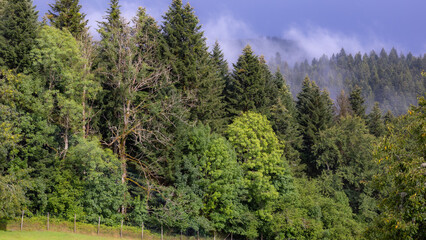 Schwarzwald Landschaft mit Nebel, Regen, Wolken und Sonne