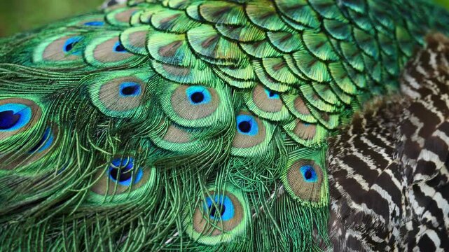 Close-up of a peacock feathers, showcasing their iridescent green and striking eye-like patterns