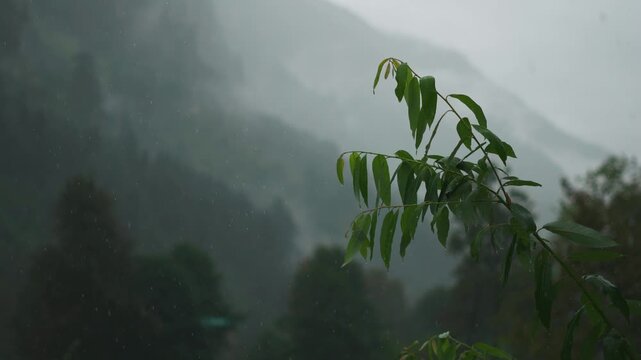 4K shot of heavy rain on green tree in mountains at Manali, Himachal Pradesh, India. Dark clouds covering on mountains during monsoon season. Heavy rain, cloud burst and flood in Himalayas. 