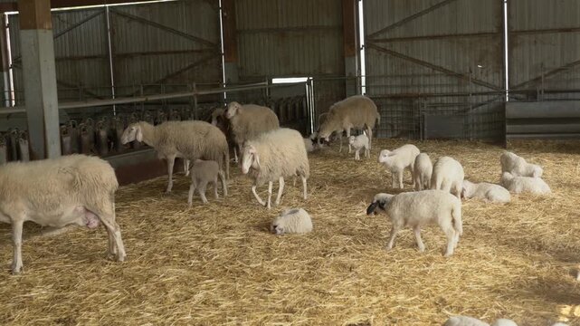 A flock of white and beige Assam sheep of different ages walk across hay on a farm. Adult animals and young lambs feed and move together, showing rural life and sustainable livestock farming.