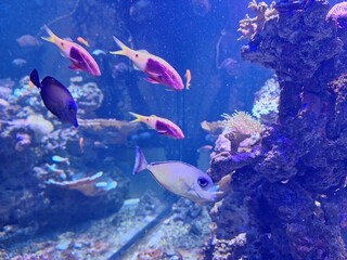 Fototapeta premium tropical fish in aquarium