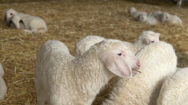 Close-up of a young white Assam lamb chewing dry hay. The tender scene highlights innocence, animal care, and traditional farming, showing the natural rhythm of countryside life. Young white lamb
