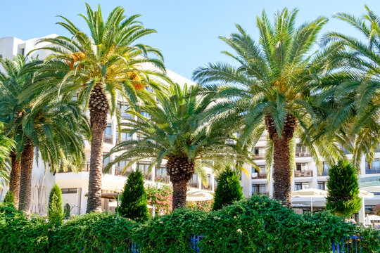 Row of palm trees are in front of a building