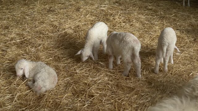 Several young Assam lambs rest together on hay while gently eating. The video captures peace, bonding, and the calm beauty of farm animals growing up in natural environment. Young lambs feed on farm 