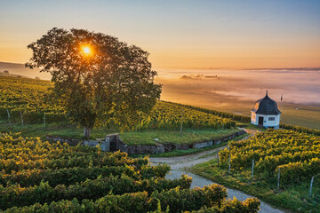 Aerial view of a stunning sunrise with fog over the Rhine and a vineyard cottage amidst vines