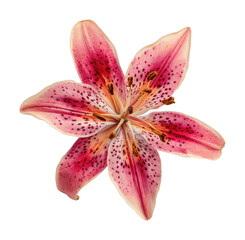 Naklejka premium PNG A lily flower blossom petal.