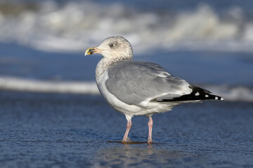 Herring Gull, Larus argentatus, adult non breeding plumage bird standing in the sea