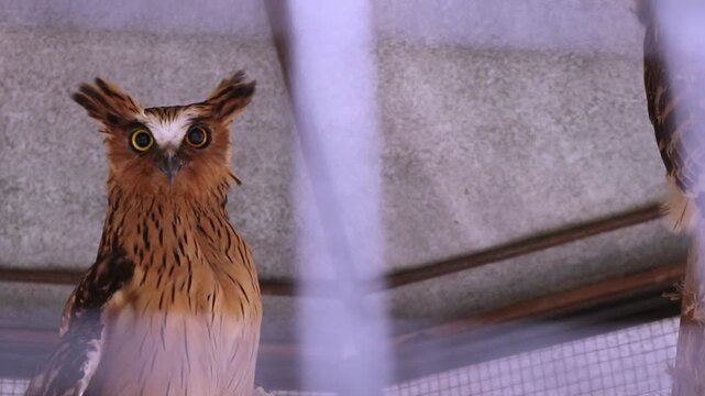 A buffy fish owl (Ketupa ketupu) is native to Southeast Asia. They are commonly found in tropical forests and wetlands.