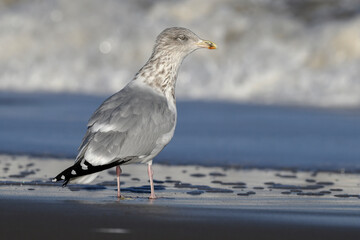 Herring Gull, Larus argentatus, adult non breeding plumage bird standing in the sea