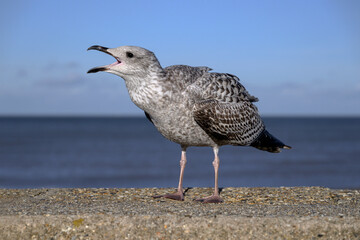 Herring Gull, Larus argentatus, Juvenile non breeding bird aggressive display on the sea wall