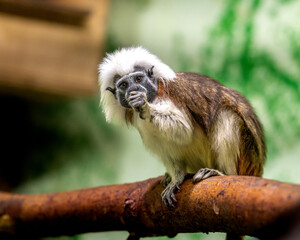 Cotton-top tamarin, Saguinus oedipus. Monkey is sitting on a branch and looking at the camera