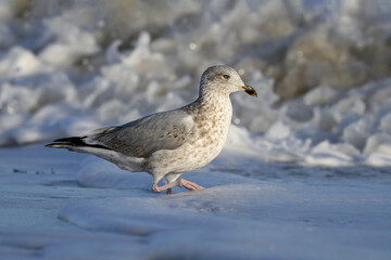 Herring Gull, Larus argentatus, juvenile non breeding plumage bird walking in the sea