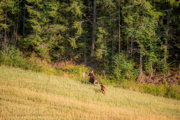 Moose in Landscape