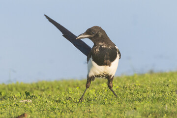 Black-billed magpie (Pica hudsonia) hunting insects near Shugru Reservoir in Lassen County, California.
