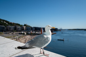 Seagull close-up
