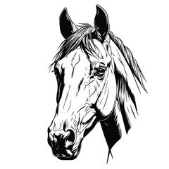 A detailed black and white line art illustration of a noble horses head portrait.