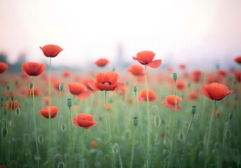 Obraz premium Serene Poppy Field at Dawn: A Breathtaking Display of Nature's Beauty