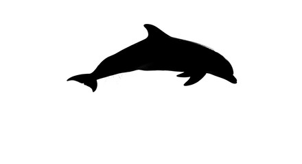 Fototapeta premium Silhouette of a dolphin jumping out of water — isolated on a white background