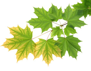 Maple Leaf Branch: A vibrant green maple leaf branch gracefully extends, displaying its characteristic five-lobed leaves, showcasing the beauty of nature's artistry.