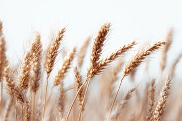 Fototapeta premium Golden wheat field under a pale sky