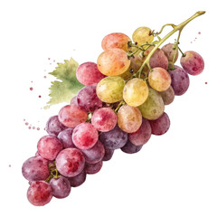 Fototapeta premium Watercolor grapes fruit bunch vibrant colors isolated on a transparent background image