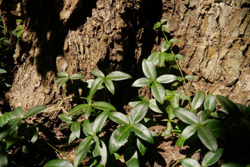 NC Hville Periwinkle at Stump H 2025