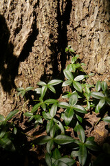 NC Hville Periwinkle at Stump V 2025