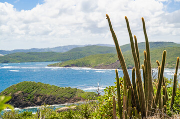 Cactus silhouette against a beautiful coastal background and azure waters.