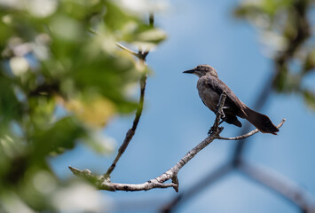 Bird perched on a branch against a backdrop of blurred green foliage.