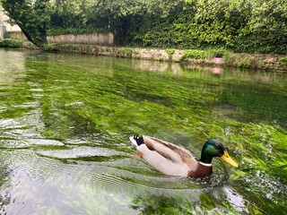 ducks in the lake, France, L&rsquo;lsle-sur-la-Sorgue