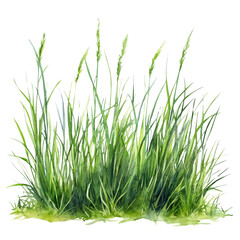 Fresh Grass, watercolor illustration vector, isolated on a white background.