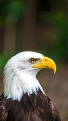 Obraz premium Close-up of an eagle's head and neck (1)