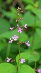 Obraz premium Close-up of delicate pink flowers (1)