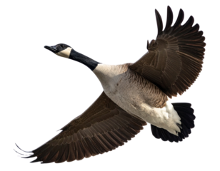 Canada Goose Flying with Wings Spread, isolated on transparent background PNG