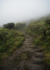 A winding stone path disappears into the fog, surrounded by vibrant foliage.