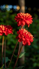 Close-up of three vibrant red dahlia flowers
