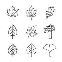 Line art drawings of various leaves and a palm tree.