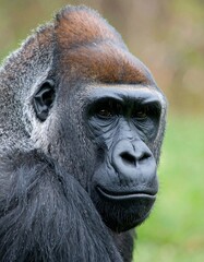 Obraz premium Close-up portrait of a gorilla (1)