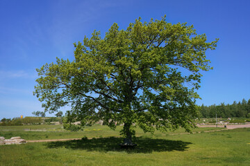 Large maple tree in Katariina Seaside Park, Kotka, Finland