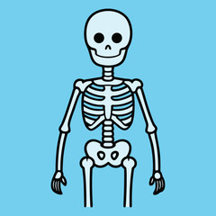 Human Skeleton Anatomy Vector Illustration