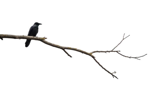 Raven perched on a barren branch against a black background image