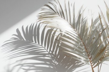 Obraz premium Light gray palm fronds cast dramatic shadows on a white surface