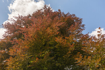 Fototapeta premium Rotbuche