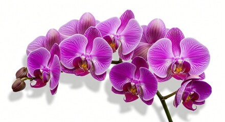 Obraz premium Vibrant Purple Phalaenopsis Orchid Branch Close up Floral Photography Isolated on White Background